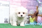 Small Photo #2 Maltese Puppy For Sale in BEL AIR, MD, USA