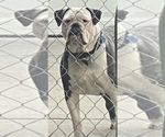 Small Photo #1 Alapaha Blue Blood Bulldog Puppy For Sale in DETROIT, MI, USA