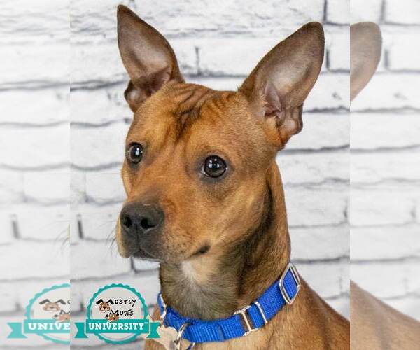 Medium Photo #1 Mutt Puppy For Sale in Kennesaw, GA, USA