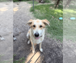 Small #1 Great Pyrenees Mix