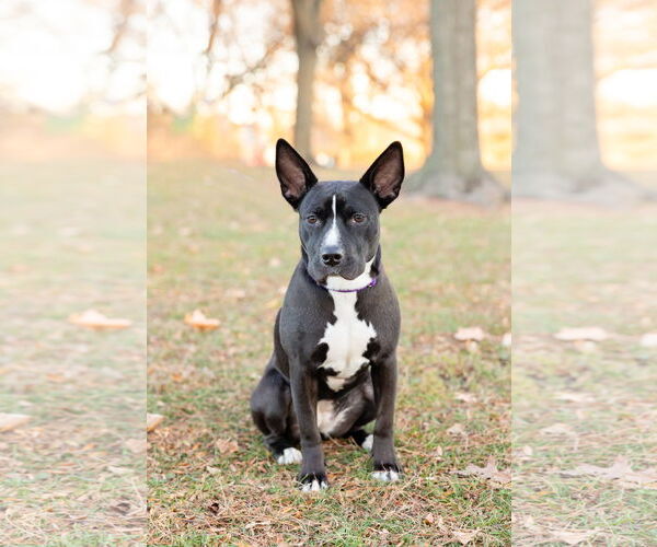 Medium Photo #3 Mutt Puppy For Sale in Crete, IL, USA