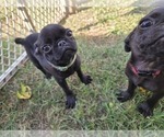 Small Photo #5 Pug Puppy For Sale in HILLSDALE, MI, USA