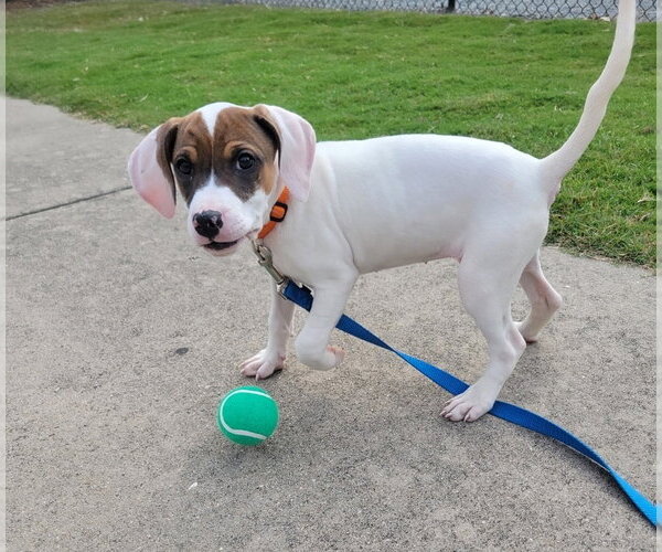 Medium Photo #4 American Pit Bull Terrier-Unknown Mix Puppy For Sale in Chester, VA, USA