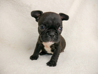 Small Photo #1 French Bulldog Puppy For Sale in BELLEAIR, FL, USA