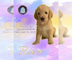 Medium Poodle (Standard)-Spinone Italiano Mix