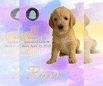 Puppy River Poodle (Standard)-Spinone Italiano Mix