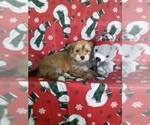 Small Photo #2 Yo-Chon Puppy For Sale in SCOTTVILLE, MI, USA