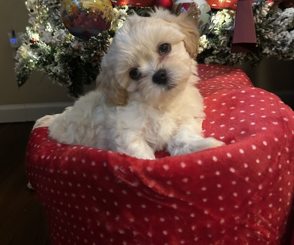 Medium Photo #1 Shih-Poo Puppy For Sale in WILMINGTON, NC, USA