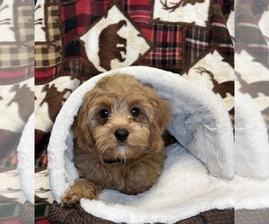 Cavapoo Puppy for sale in DUNDEE, OH, USA