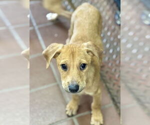 Chiweenie Dogs for adoption in Jefferson, NJ, USA