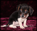Small Photo #2 Beagle Puppy For Sale in COPPOCK, IA, USA