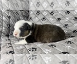 Small #21 Australian Shepherd