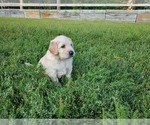Small Photo #2 Golden Retriever Puppy For Sale in MINNEAPOLIS, MN, USA