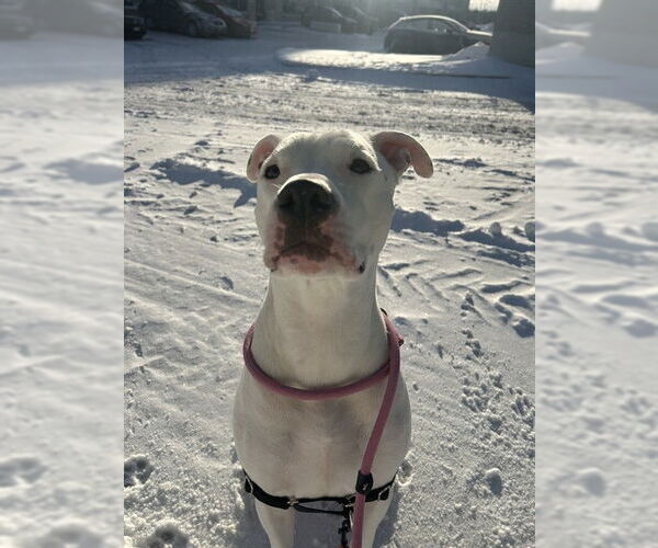 Medium Photo #2 American Bulldog Puppy For Sale in Vaughan, Ontario, Canada