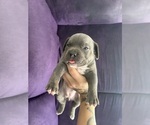Small #4 American Bully