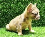 Small #13 French Bulldog