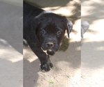 Puppy Grizzly Boxweiler