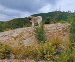 Small Photo #32 Anatolian Shepherd-Great Pyrenees Mix Puppy For Sale in AGOURA HILLS, CA, USA