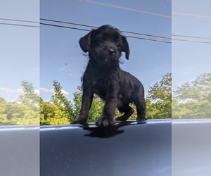 Poodle (Toy)-Schnauzer (Miniature) Mix Puppy for sale in SPENCER, TN, USA