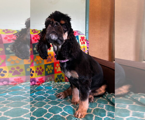 Medium Photo #4 Cocker Spaniel-Unknown Mix Puppy For Sale in Pacolet, SC, USA