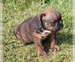Small #3 Bulldog
