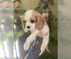 Cavalier King Charles Spaniel Puppy for sale in CENTURIA, WI, USA