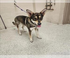 Huskies -Unknown Mix Dogs for adoption in Conroe, TX, USA
