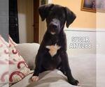 Small American Pit Bull Terrier-Labrador Retriever Mix