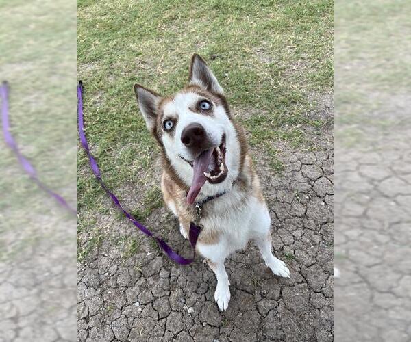 Medium Photo #1 Siberian Husky-Unknown Mix Puppy For Sale in Corpus Christi, TX, USA