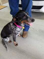 Bluetick Coonhound-Unknown Mix Dogs for adoption in GILMER, TX, USA