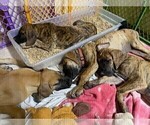 Small Photo #13 Great Dane Puppy For Sale in BURLESON, TX, USA