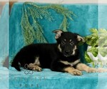 Small Photo #2 German Shepherd Dog Puppy For Sale in PARADISE, PA, USA
