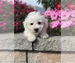 Small #1 Bichon Frise