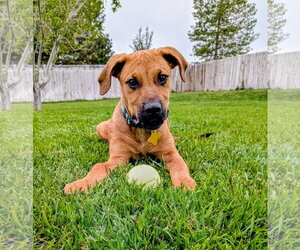 Artie Marie - Female Mutt Dog for Adoption - Photo #2