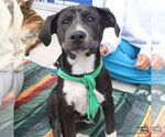 Small #12 Labrador Retriever Mix