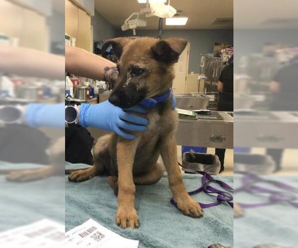 Medium Photo #1 German Shepherd Dog Puppy For Sale in Riverside, CA, USA