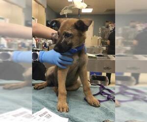 German Shepherd Dog Dogs for adoption in Riverside, CA, USA