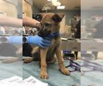 PICASO - Male German Shepherd Dog Dog for Adoption - Small photo