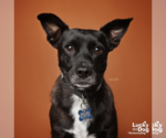 Small #14 Chihuahua