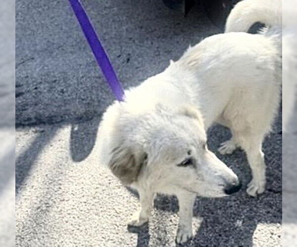 Medium Photo #2 Great Pyrenees Puppy For Sale in Houston, TX, USA