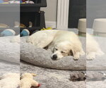 Small #3 Great Pyrenees Mix
