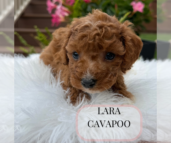 Medium Photo #2 Cavapoo Puppy For Sale in ELMHURST, IL, USA