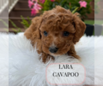 Small #1 Cavapoo
