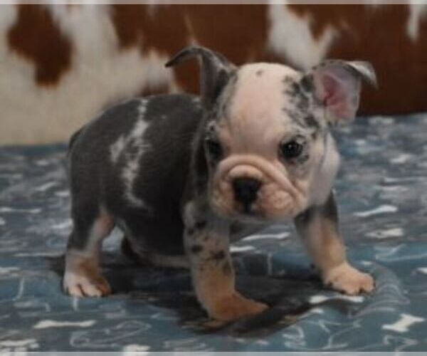 Medium Photo #2 English Bulldog Puppy For Sale in MARSHFIELD, MO, USA