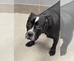 Small American Pit Bull Terrier Mix