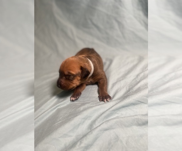 Medium Photo #3 Rhodesian Ridgeback Puppy For Sale in KELLER, TX, USA