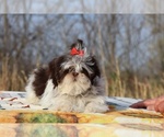 Small #3 Shih Tzu
