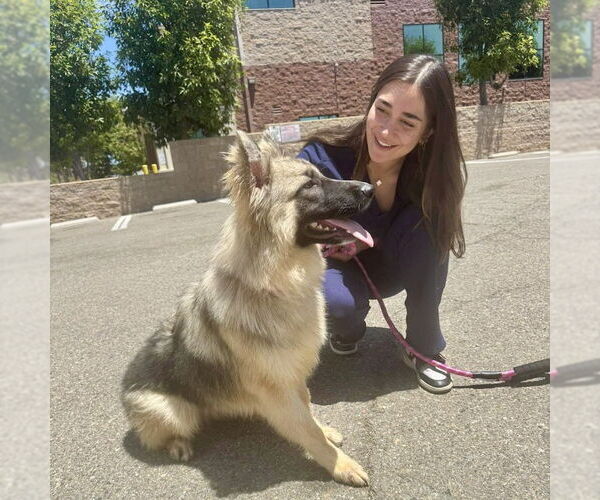 Medium Photo #6 German Shepherd Dog Puppy For Sale in San Juan Capistrano, CA, USA