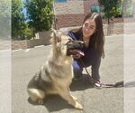 Small #5 German Shepherd Dog