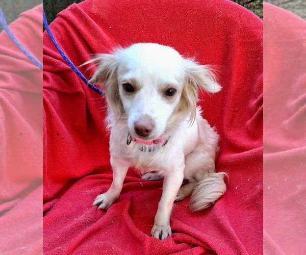 Medium Photo #1 Dachshund-Unknown Mix Puppy For Sale in Missouri City, TX, USA